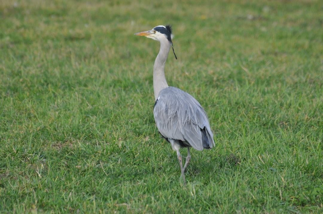 Blauwe reiger