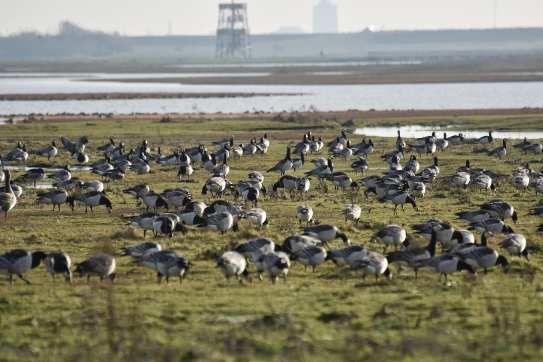 Vogels kijken in de Scheldedelta