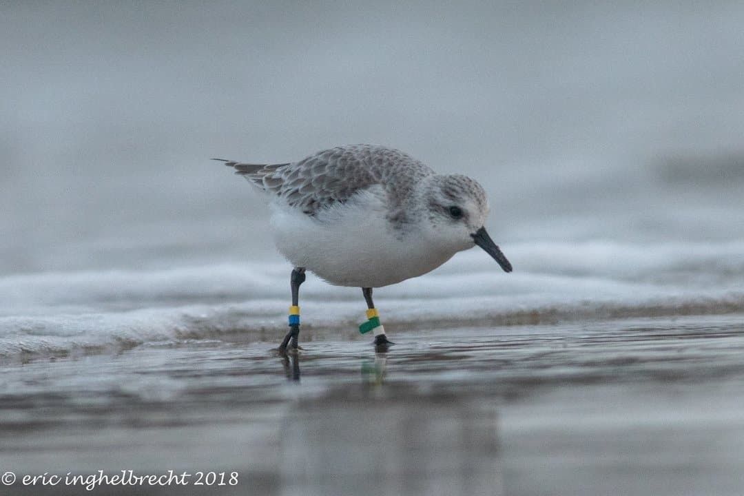 Drieteenstrandlopers