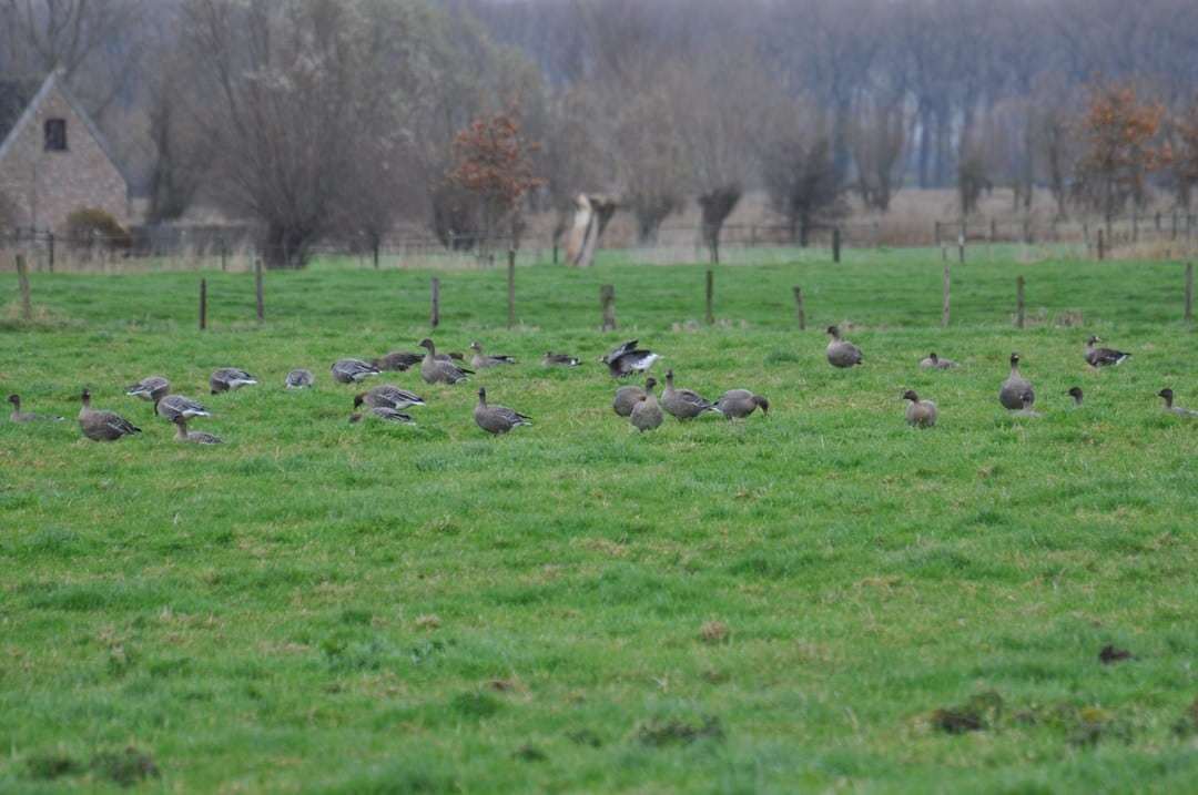 Kleine rietgans met nekring HE1