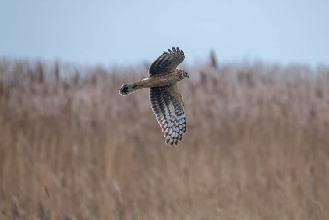 Blauwe kiekendief in de polder