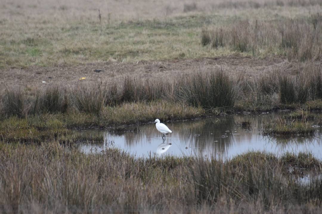 Fijn nieuw vogeljaar 2019