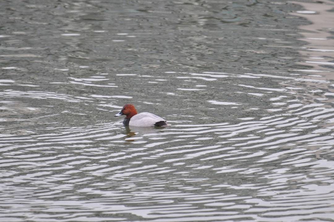 Tafeleend in het Zwin Natuur Park