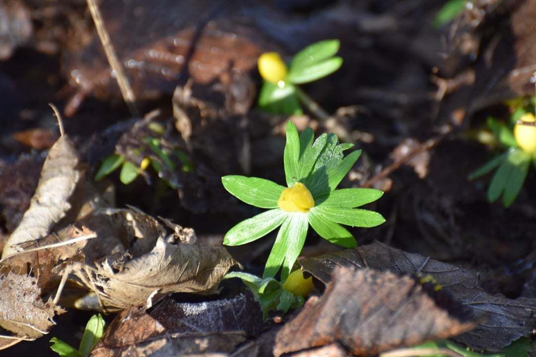 Stinsenplanten