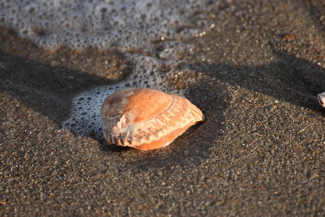 Zwinkokkels op het strand