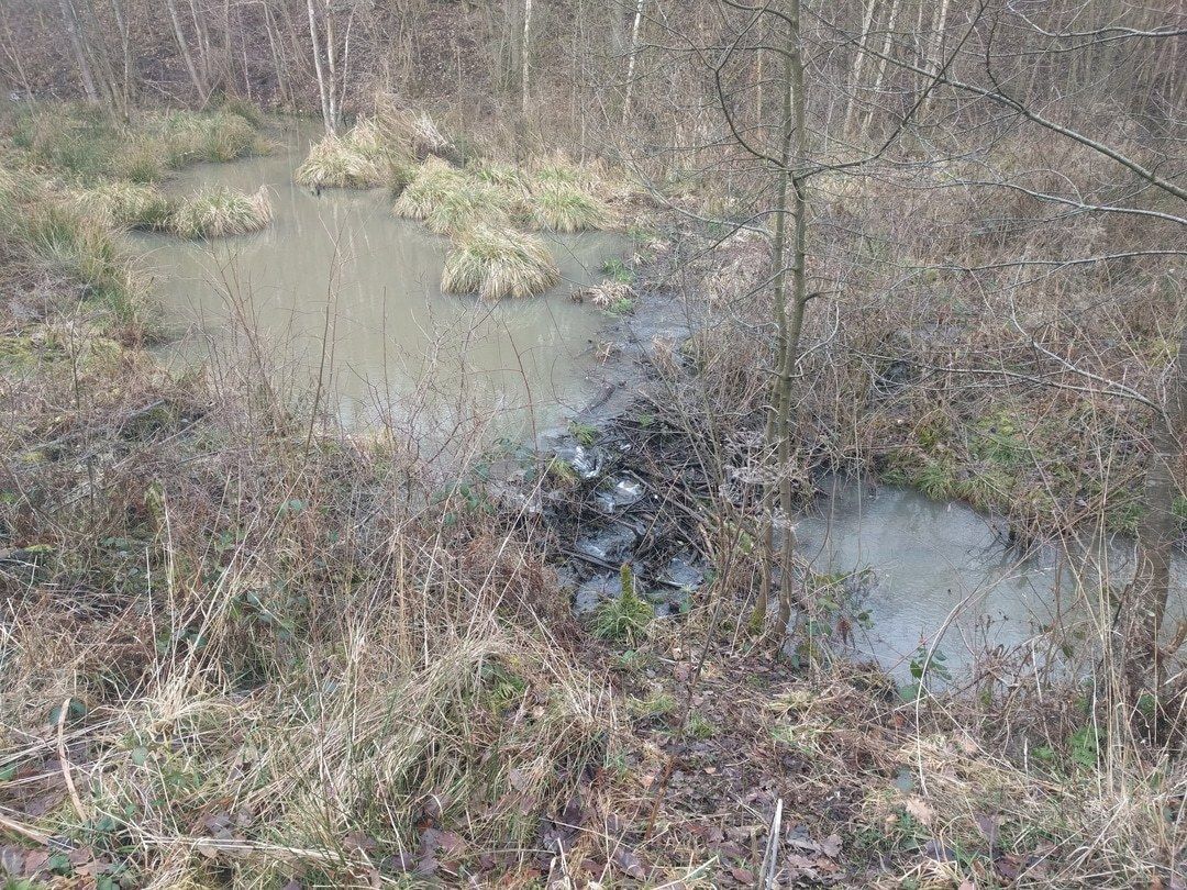 Bevers in de Ardennen