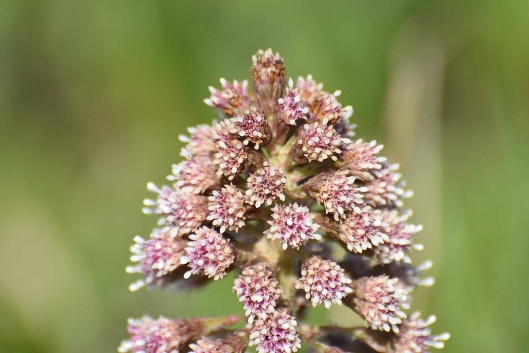 Groot hoefblad