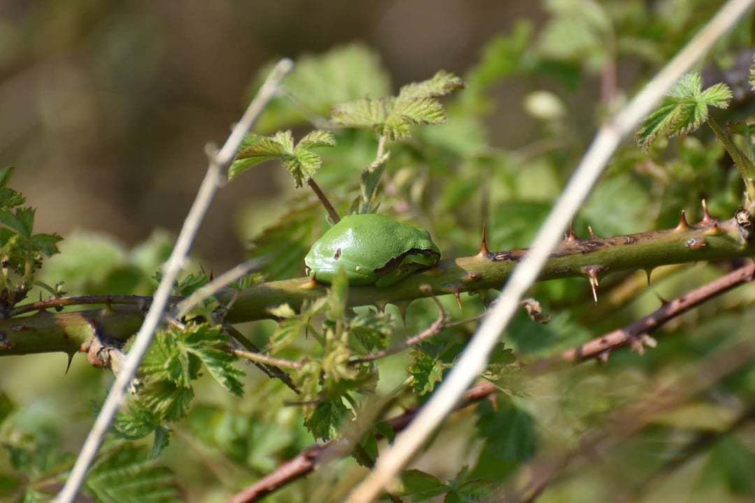 Groene parels