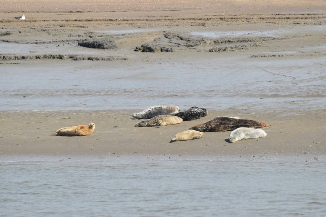 Westerschelde