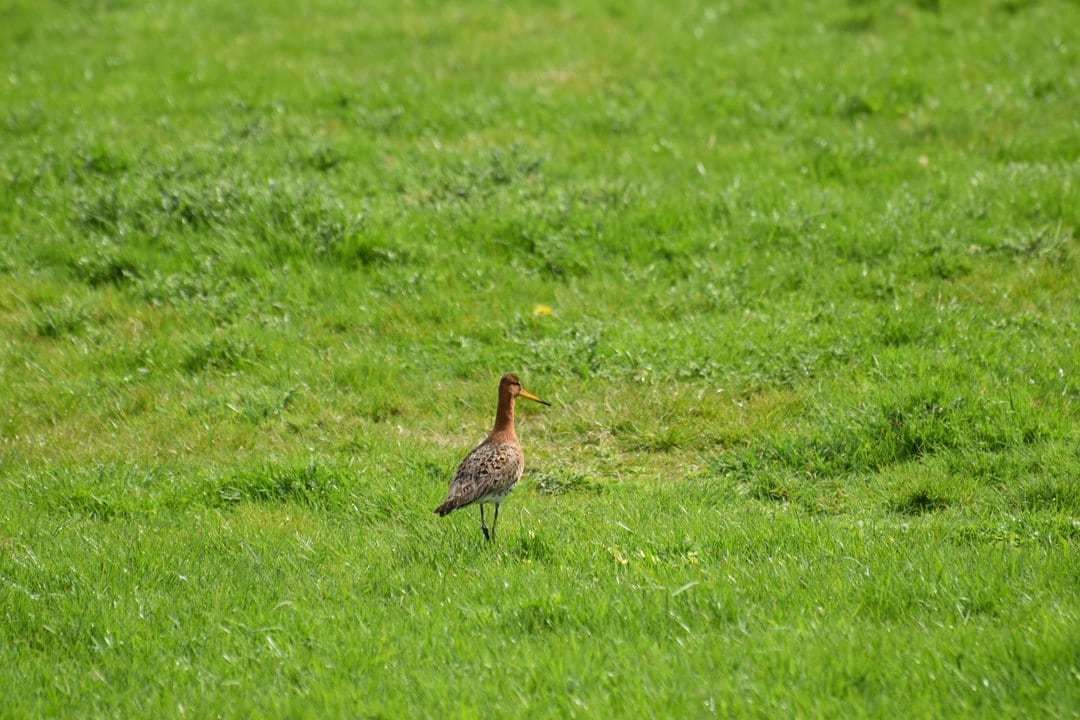 Fietstocht in de polder