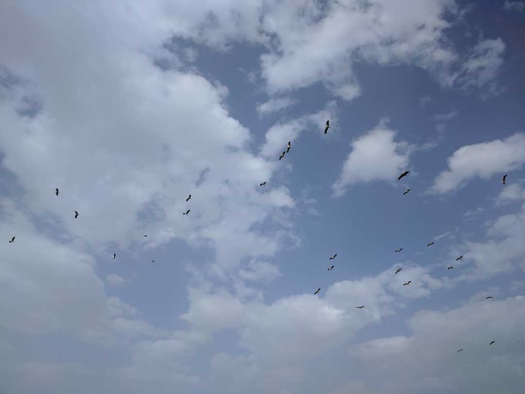 Vogels op trek