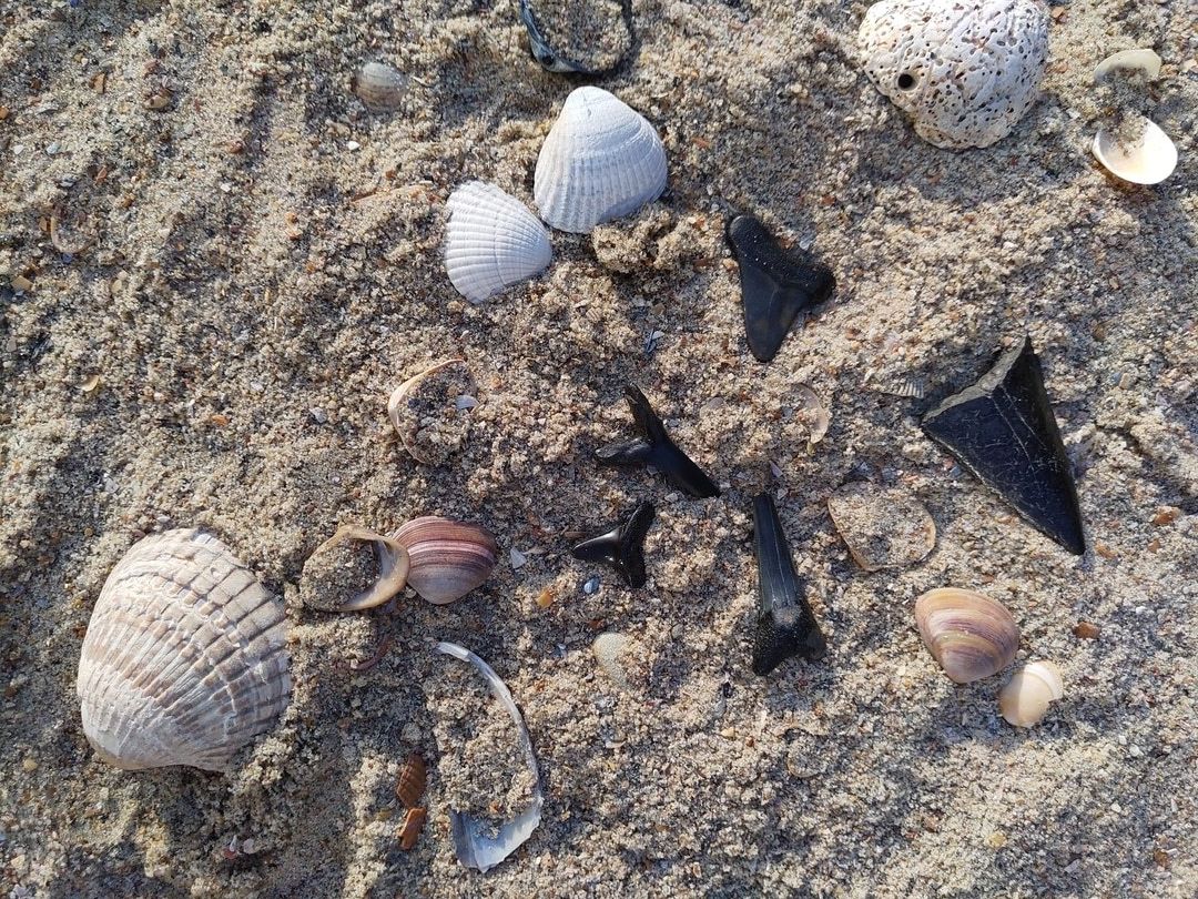 Fossielen op het strand