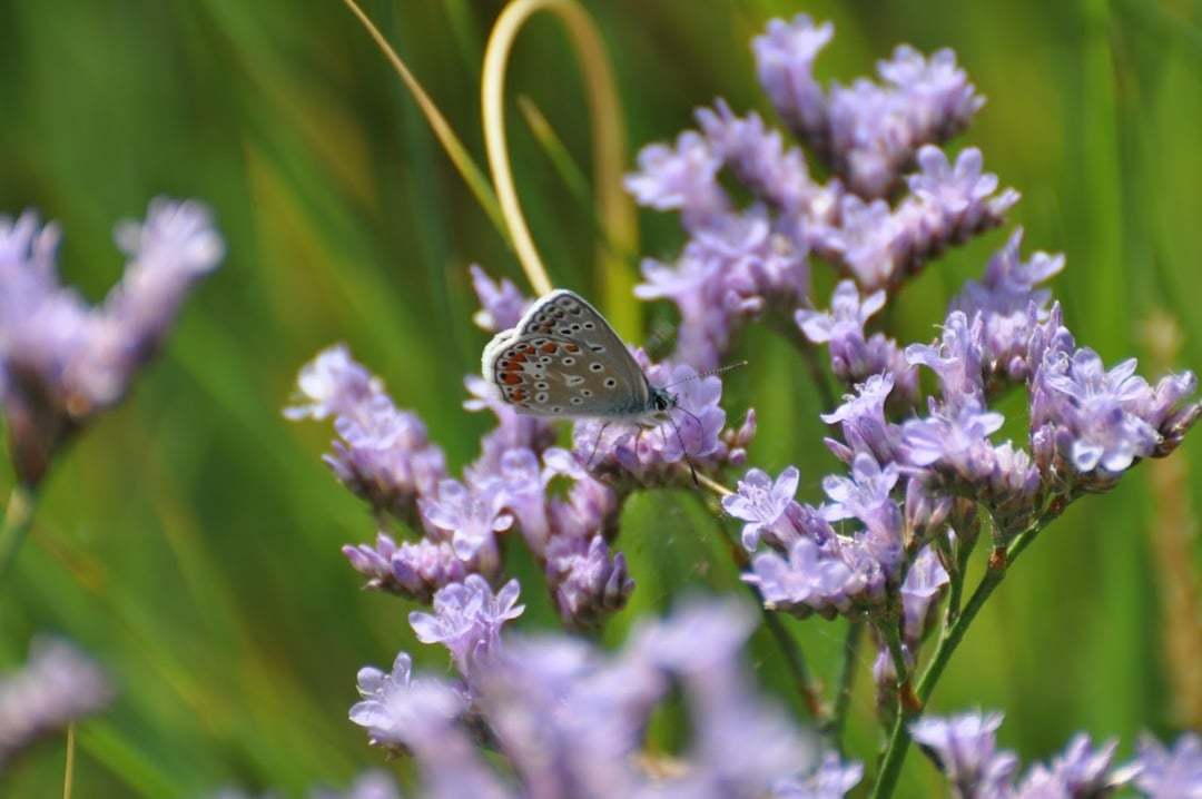 Zwinneblommen