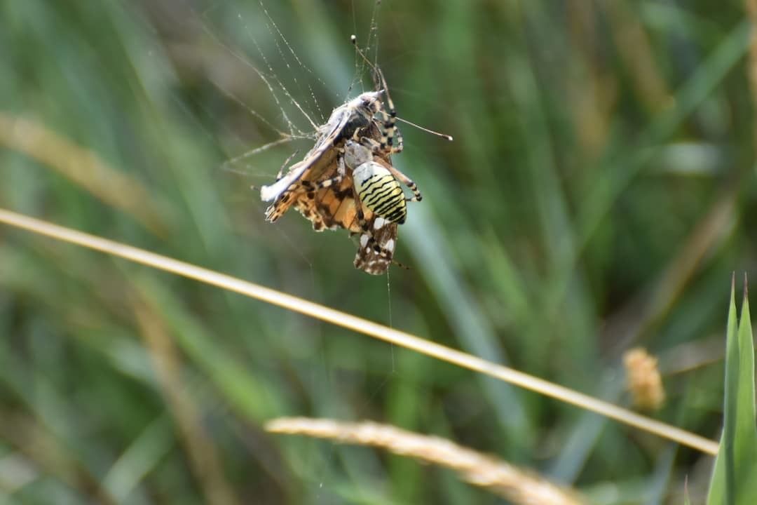 Tijger in het Zwin