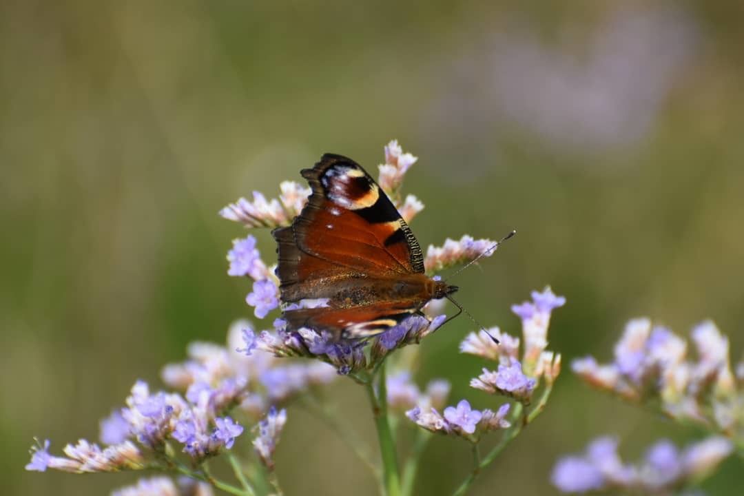 Zwinneblommen