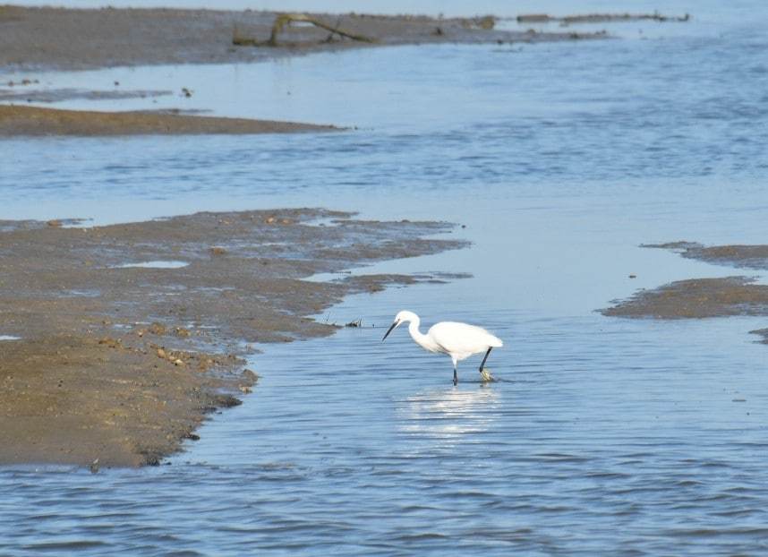 Dansende reigers