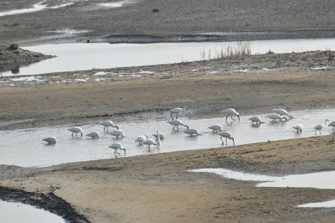 Vogels kijken in het Zwin