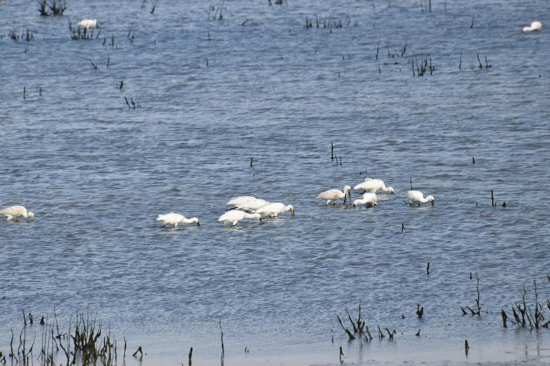 Lepelaars op trek