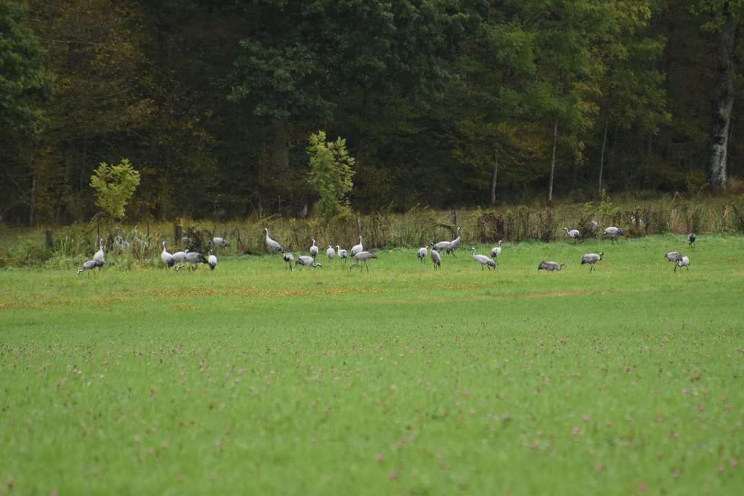 Tussenstop Kraanvogels