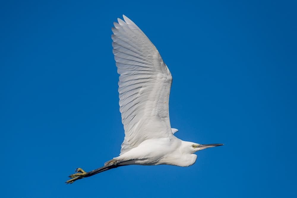 Zilverreiger in het Zwin