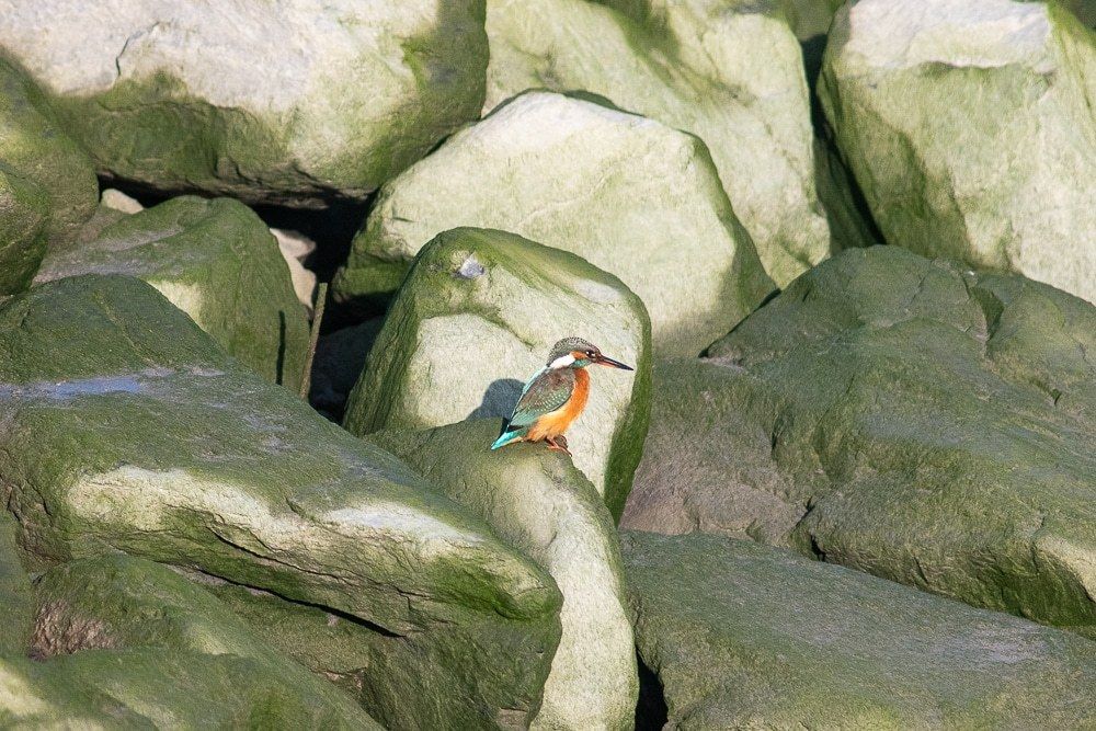 IJsvogels in het Zwin