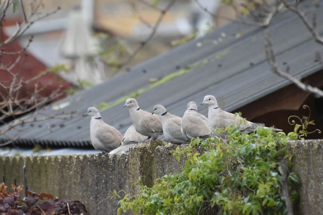 Turken in onze tuin