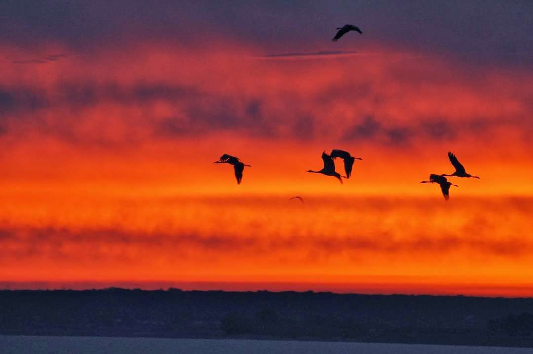 Kraanvogels en Champagne