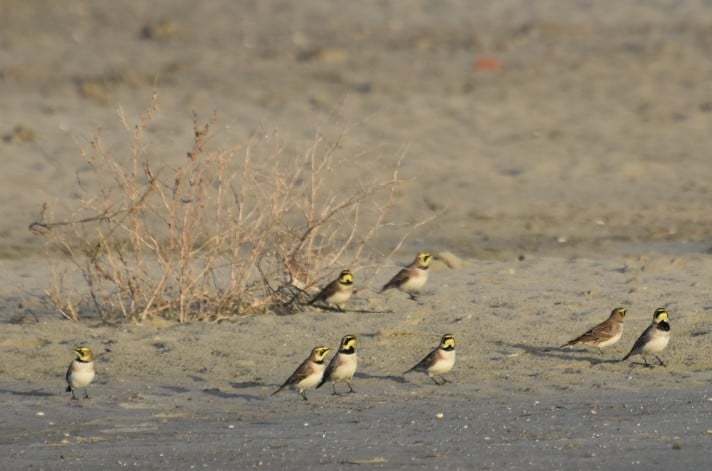 Vogels in de mist