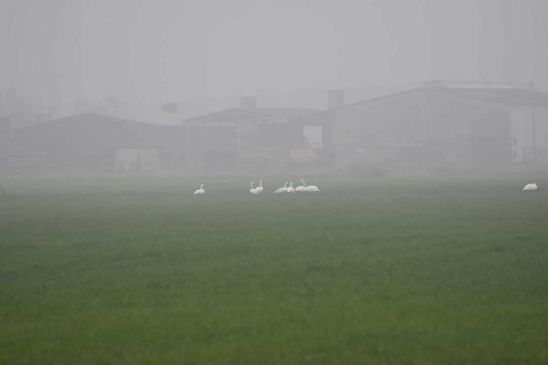 Zwanen in de polders