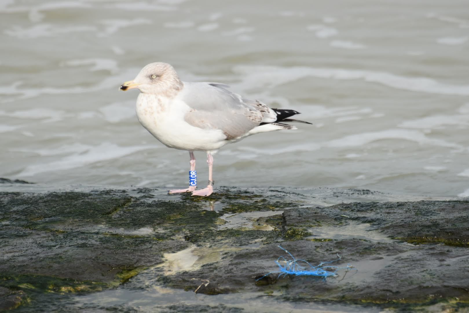 Zilvermeeuw met kleurring