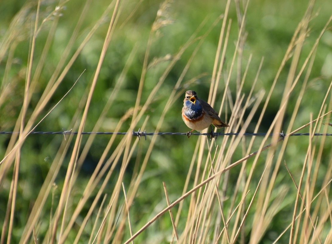 Blauwborst tijd