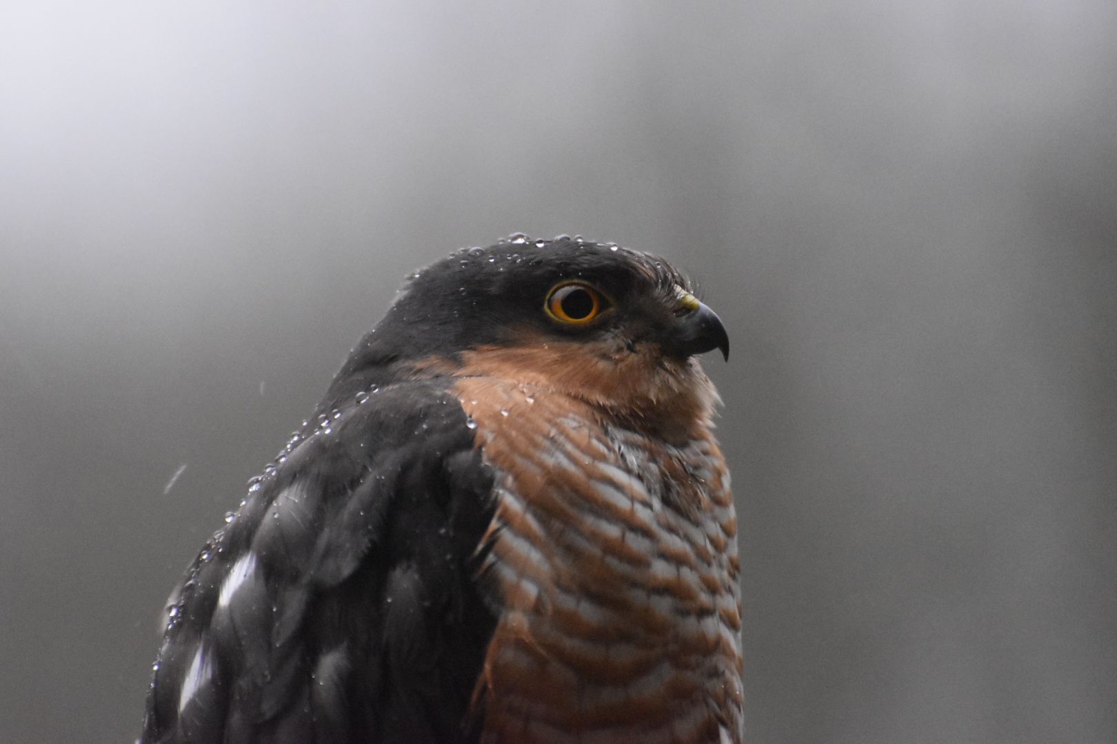 Jager van het bos