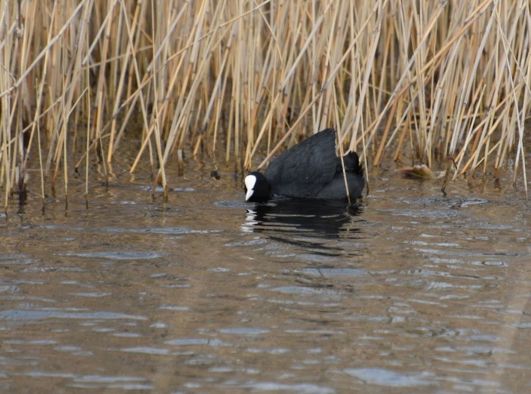 Vogels kijken