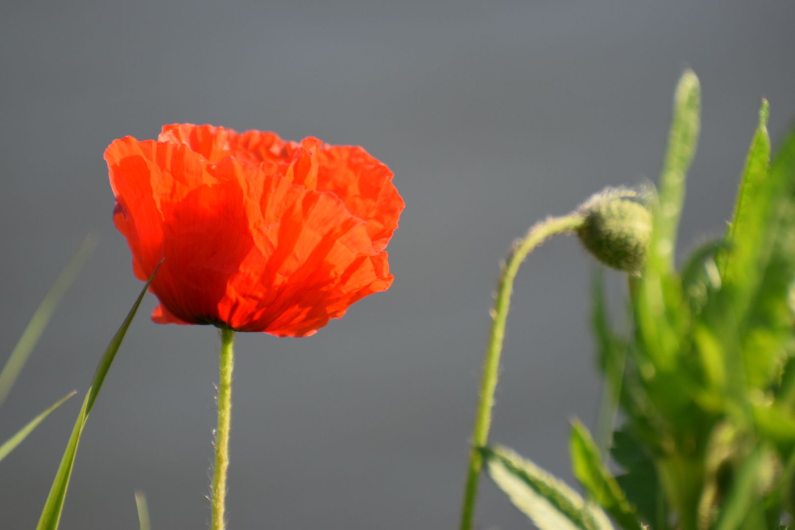 Bloemen in de berm