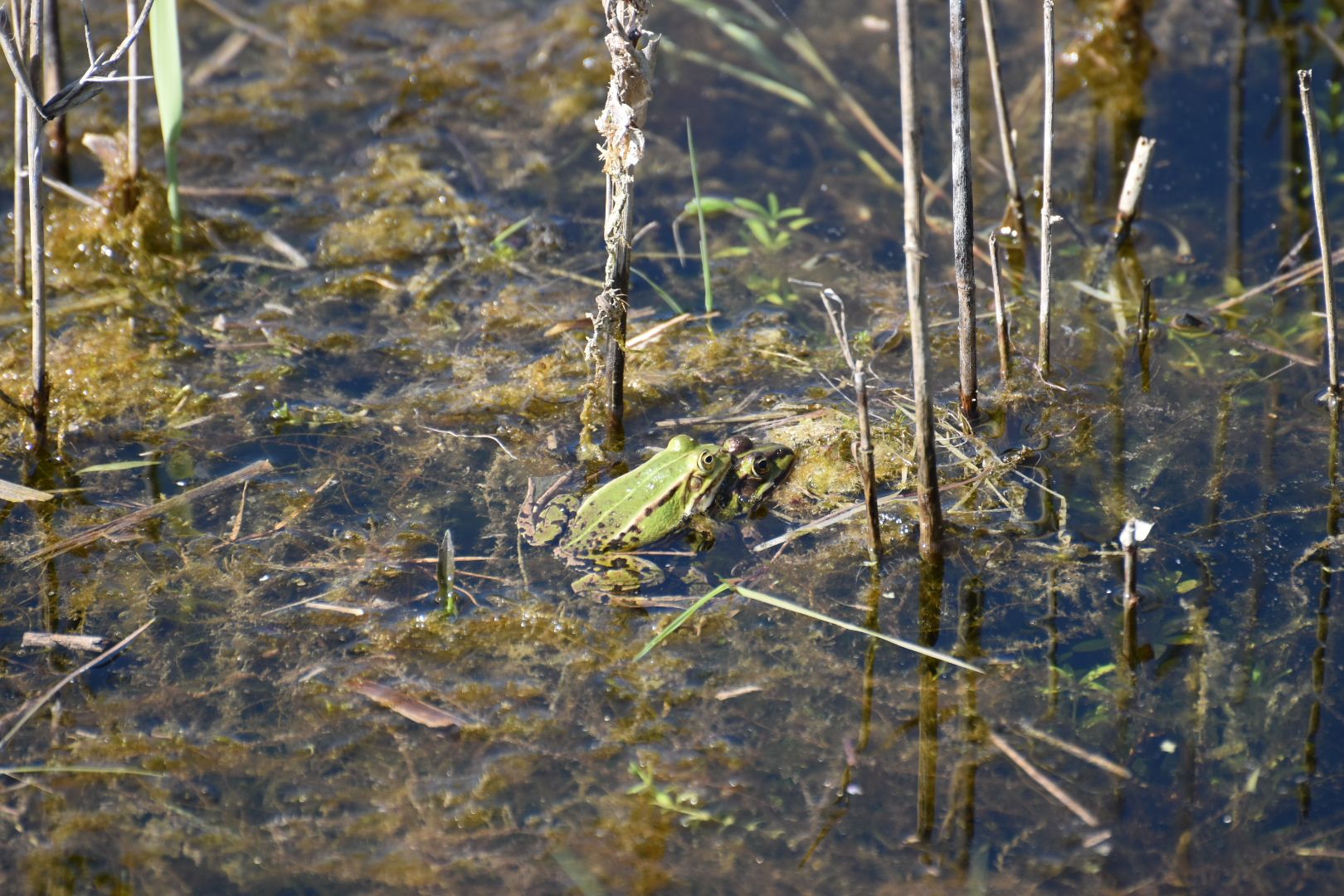 Groene kikkers