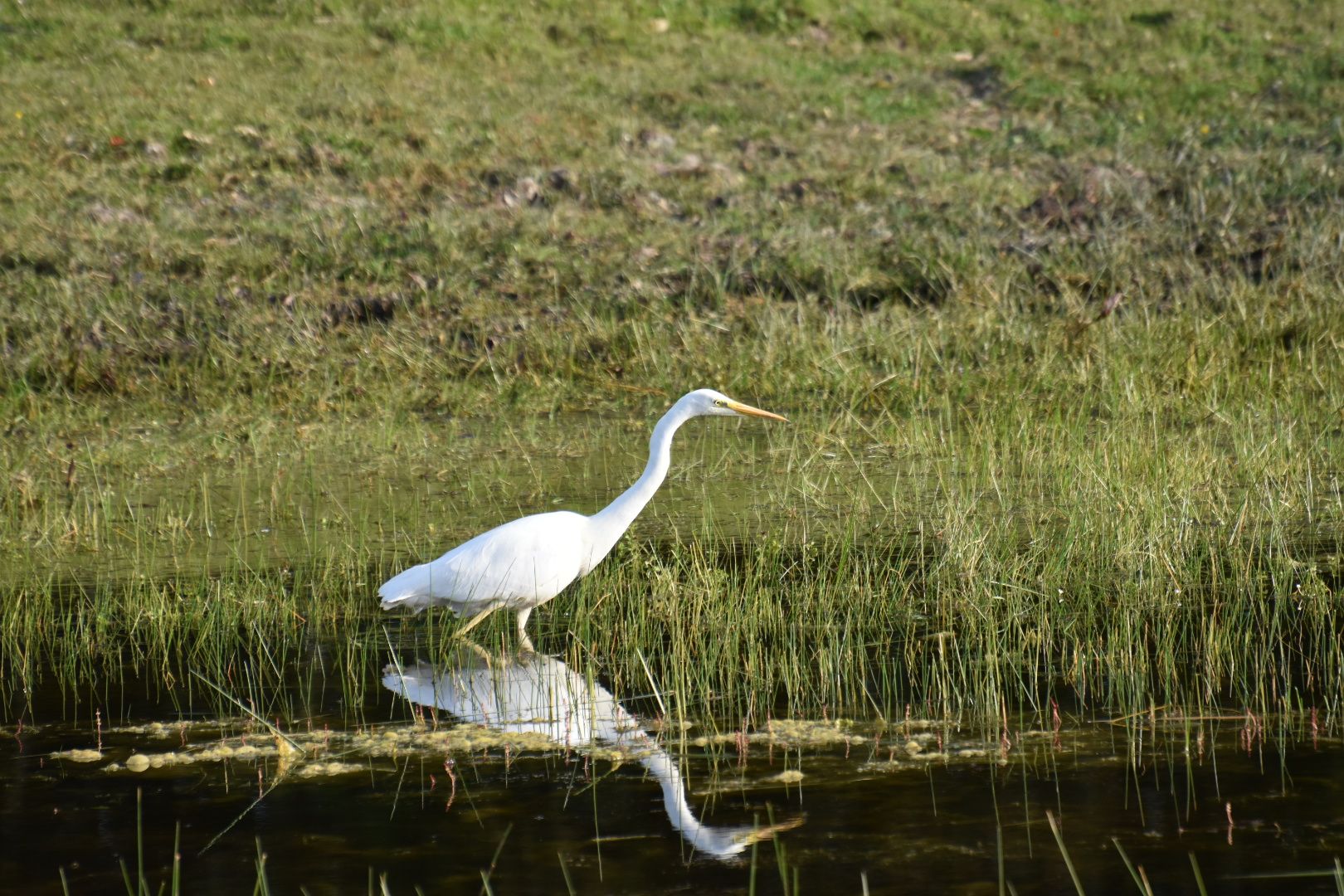 Grote zilverreiger