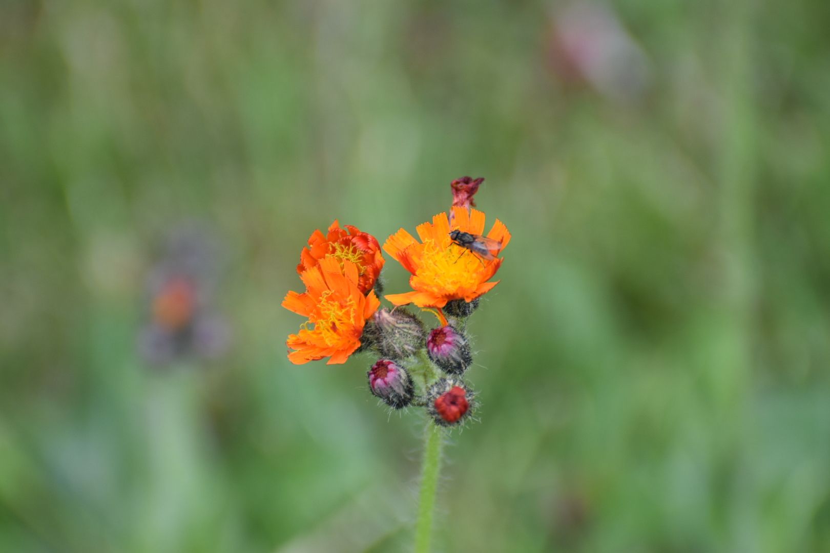 Oranje havikskruid