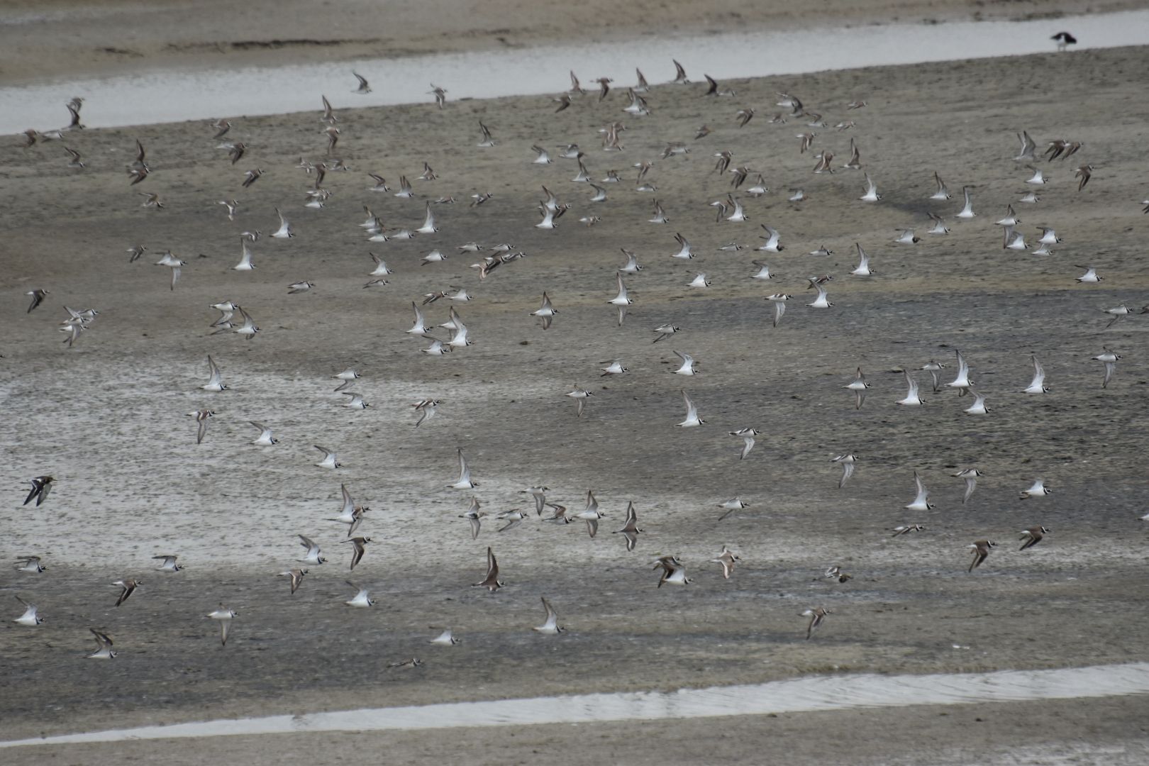 Vogels van het wad in het Zwin