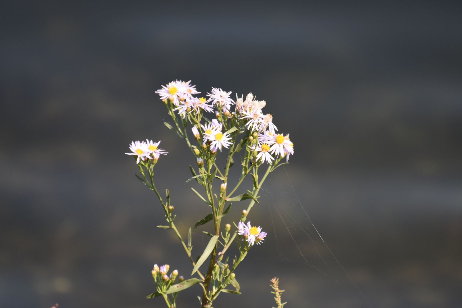 Planten in het Zwin, Zeeaster