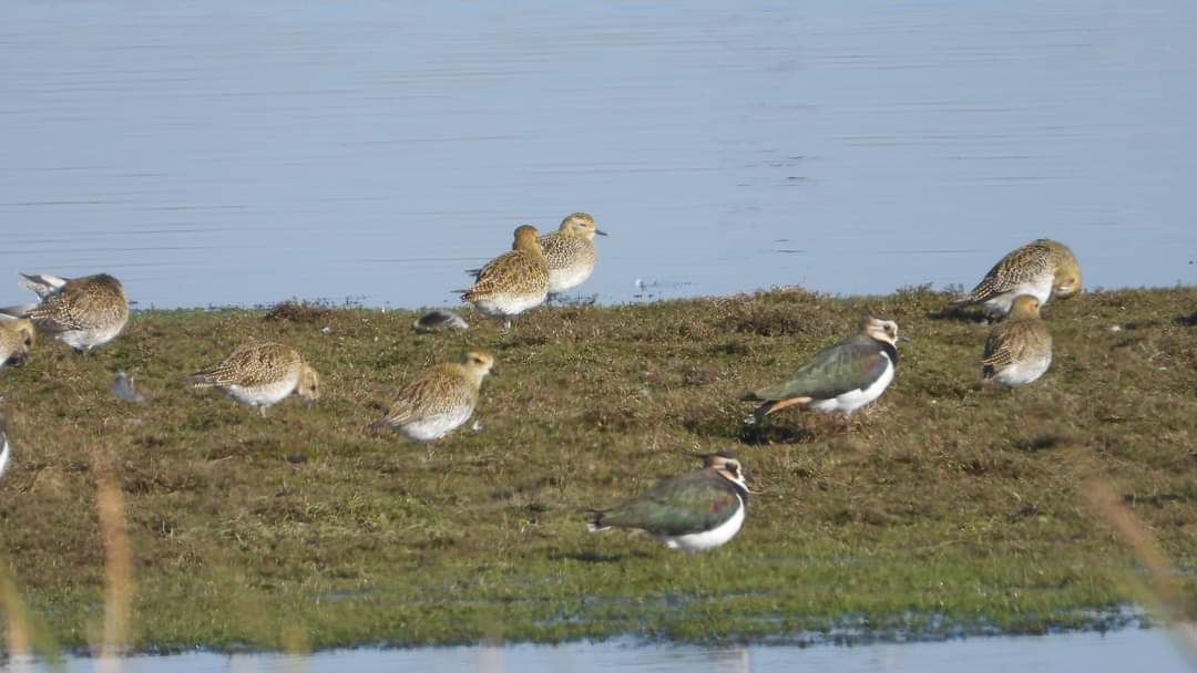 Goud in de polders