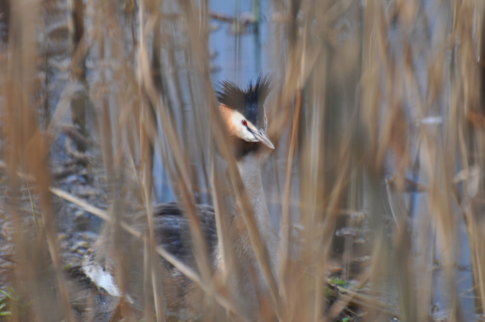 Prachtkleed bij vogels