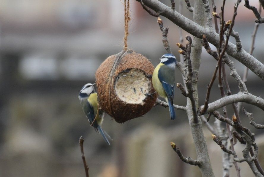 Mezen in de tuin