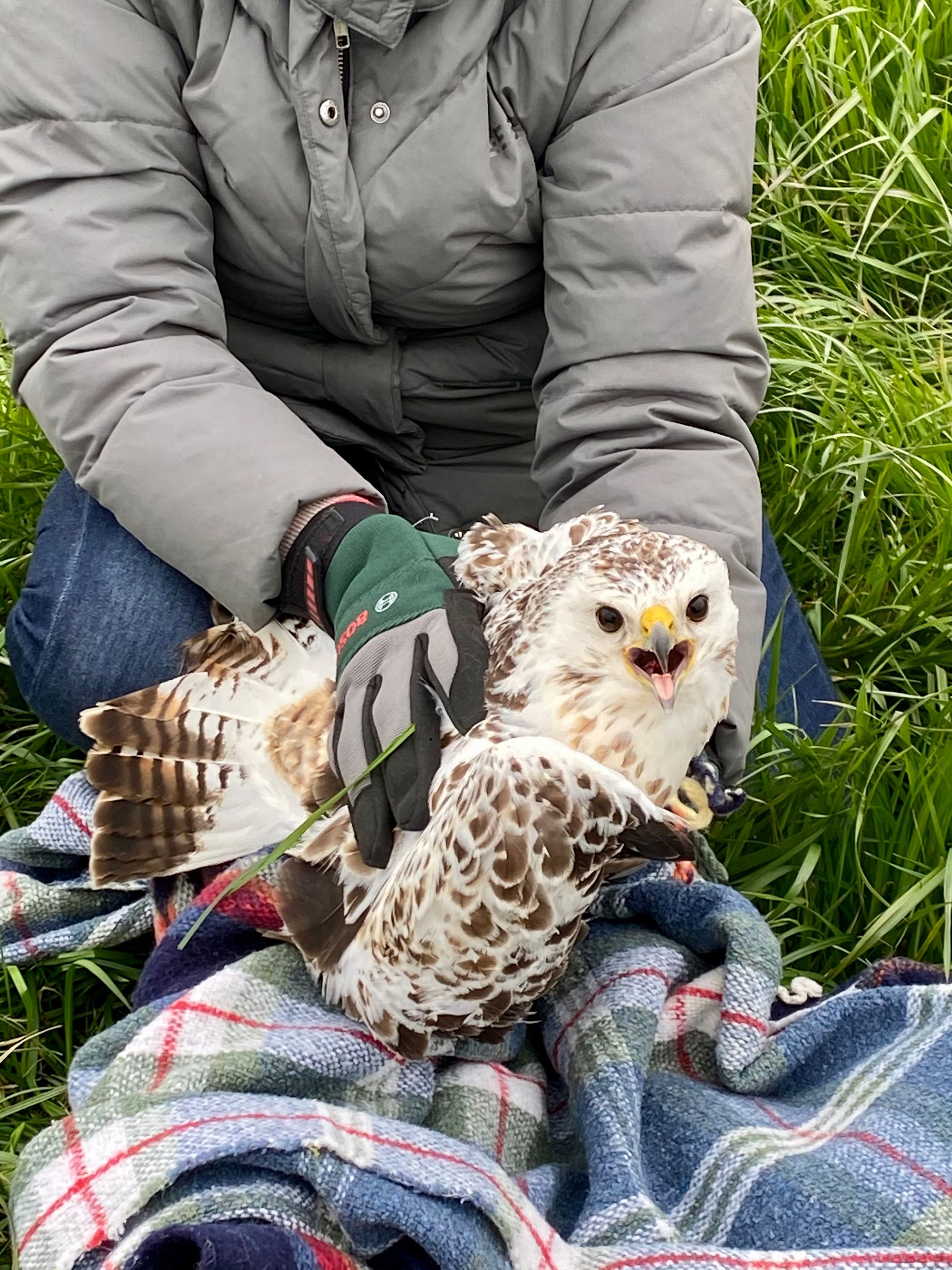 Vogels in nood