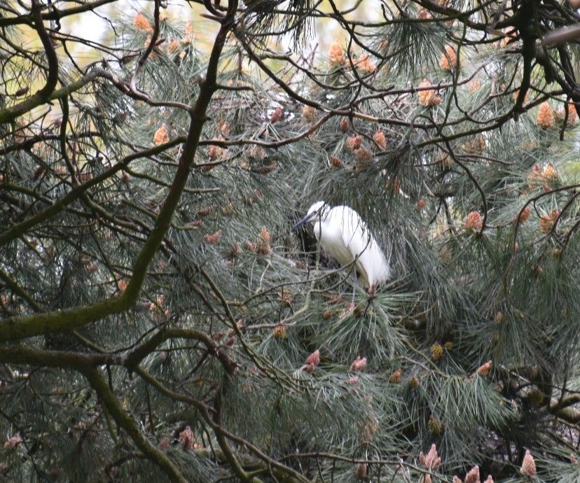 Kleine zilverreiger op nest