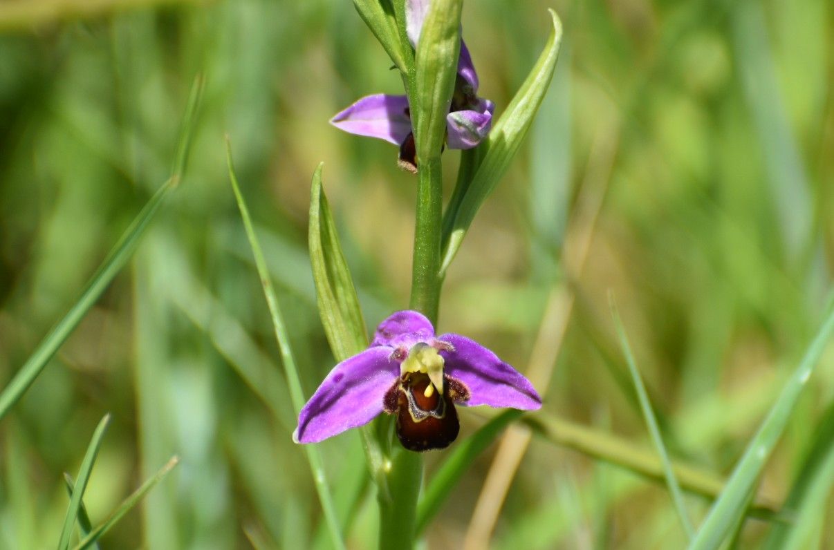 Bijenorchis