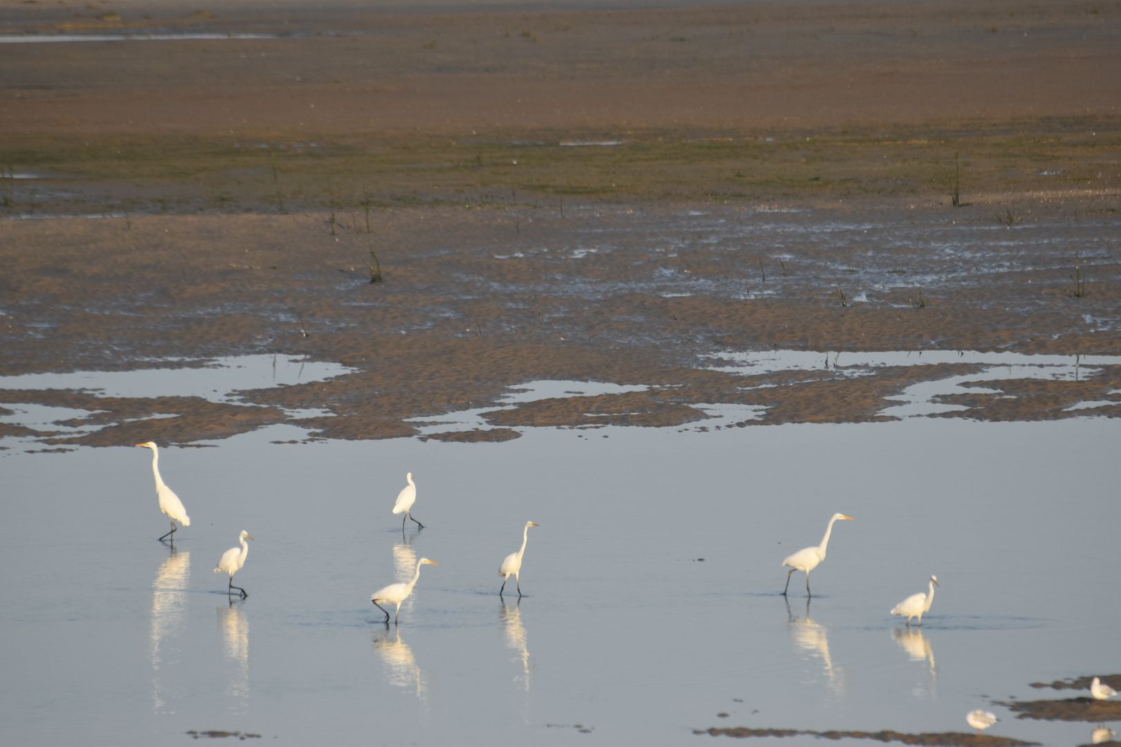 Grote zilverreiger