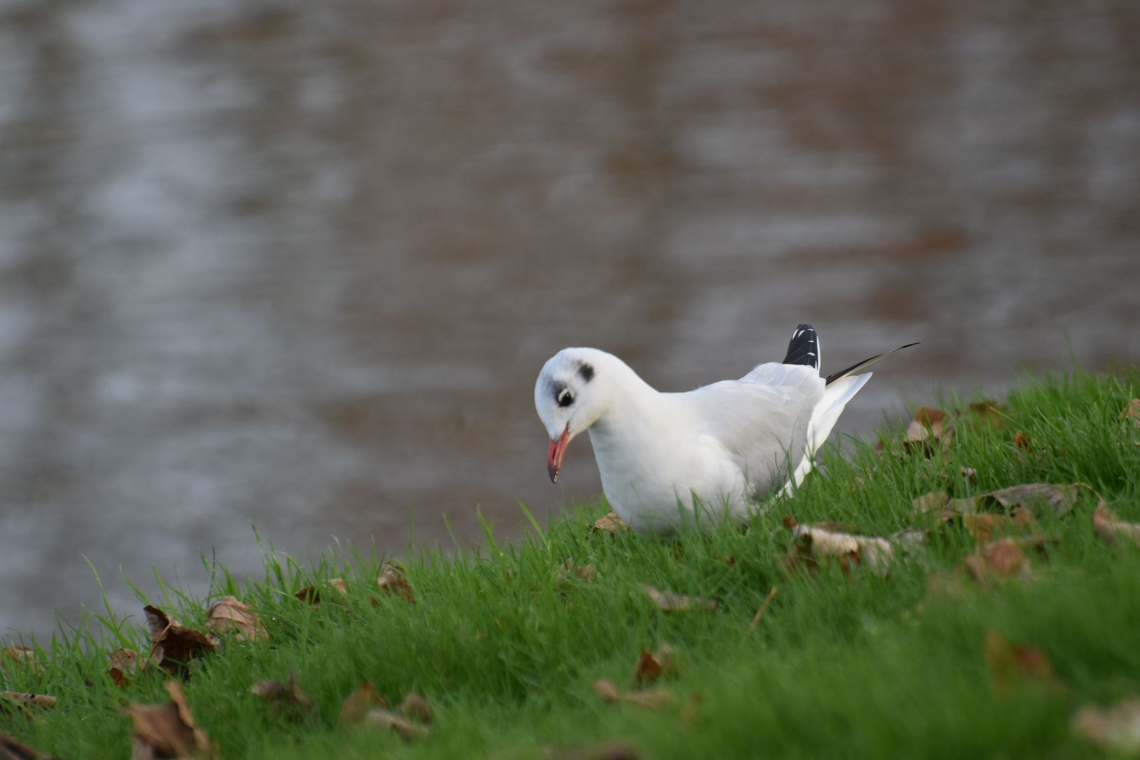 Trappelen naar wormen