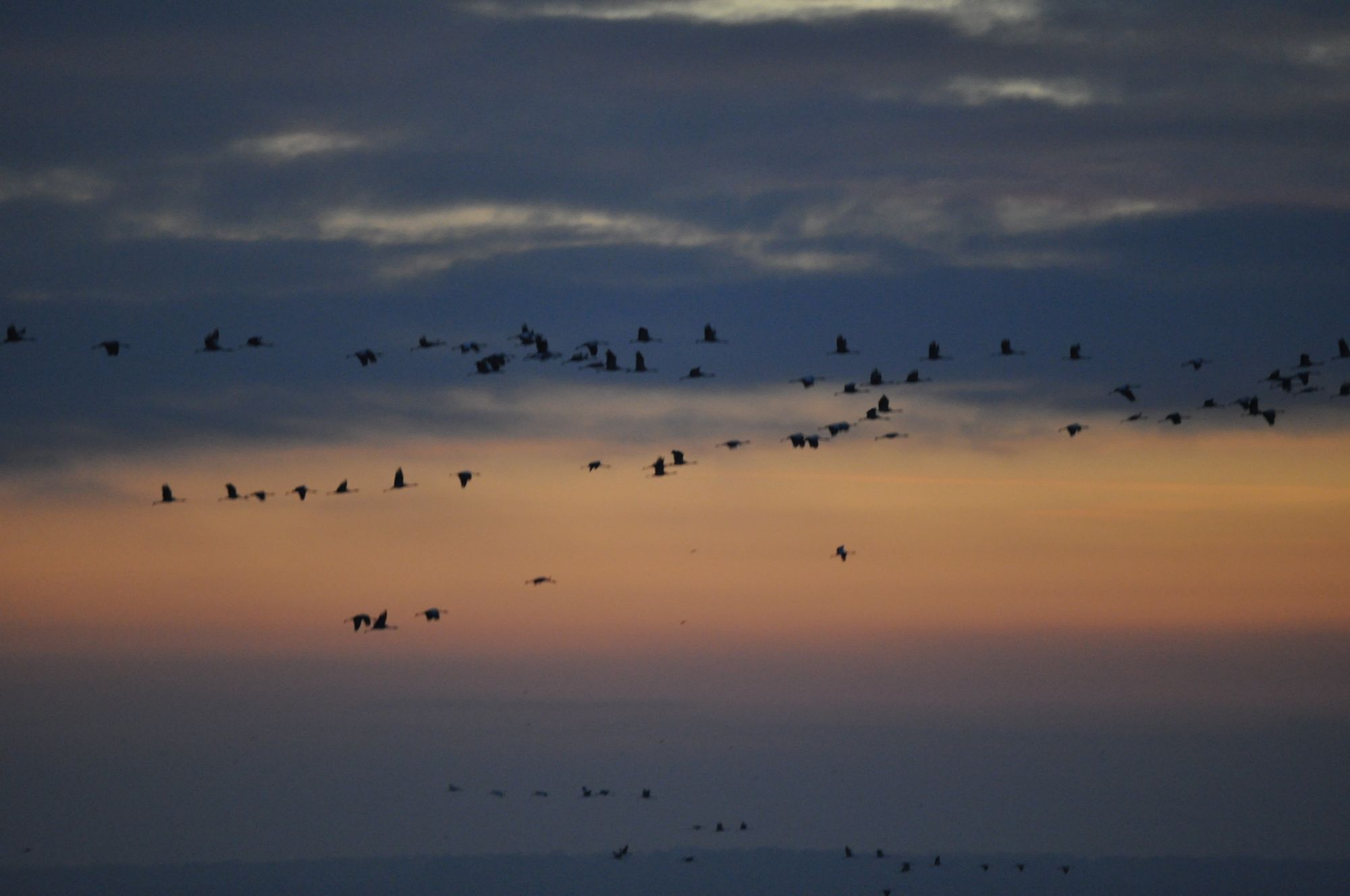 Kraanvogels op trek