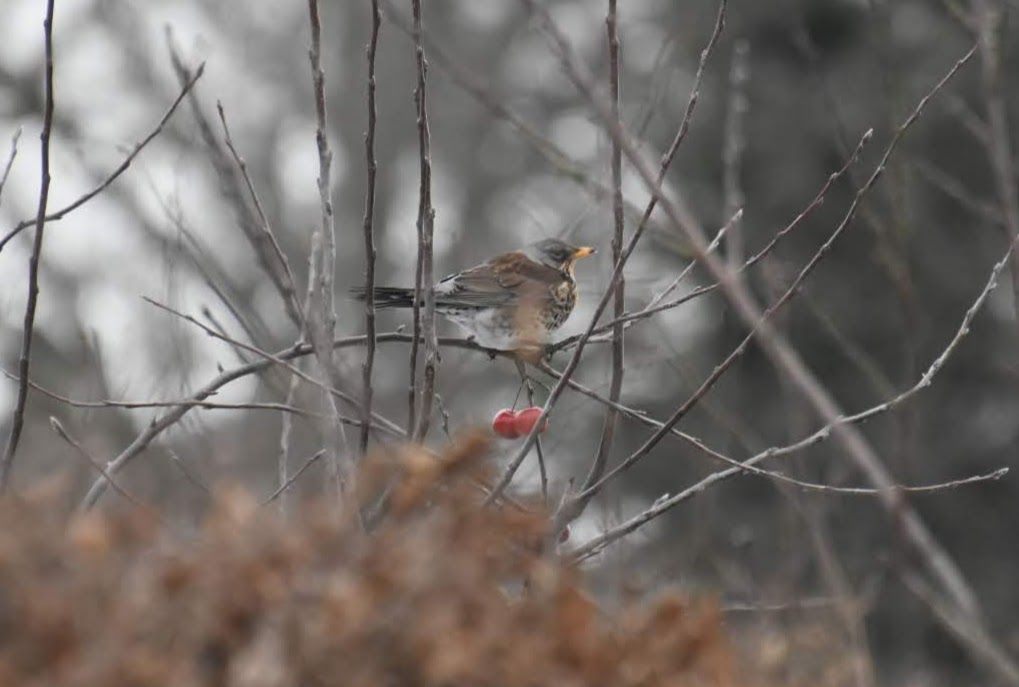 Kramsvogel