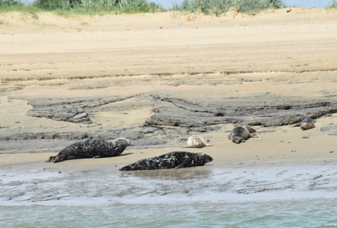 Grijze zeehond